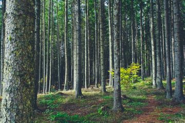 Cyprus Introduces Global Minimum Tax: What Multinational Enterprises Need to Know