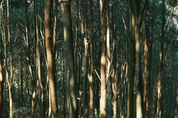 Asterisk Corporate Services - Cyprus Company Incorporation - A comprehensive guide