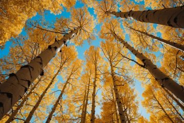 Cyprus Tax Reform 2026 - Key information - Asterisk Corporate Services